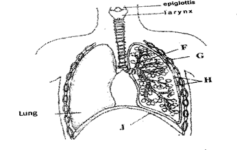 Image From EcoleBooks.com