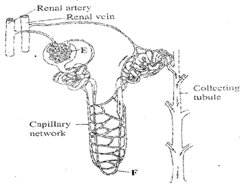 Image From EcoleBooks.com