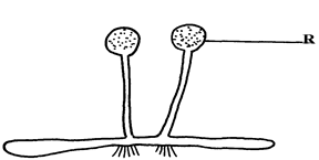 Image From EcoleBooks.com