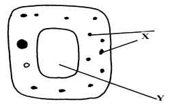 Image From EcoleBooks.com
