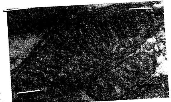 Image From EcoleBooks.com