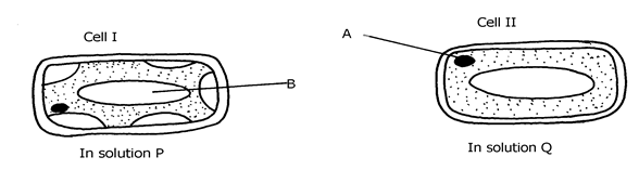 Image From EcoleBooks.com