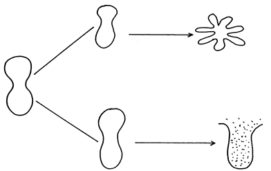 Image From EcoleBooks.com