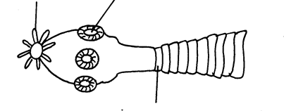 Image From EcoleBooks.com