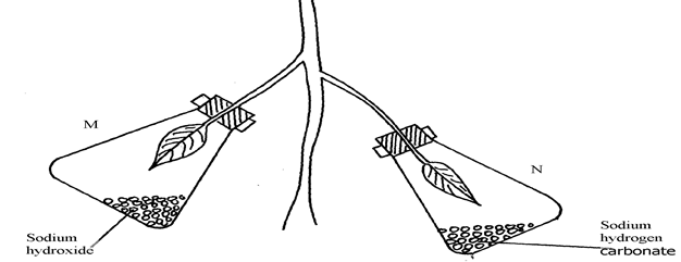 Image From EcoleBooks.com