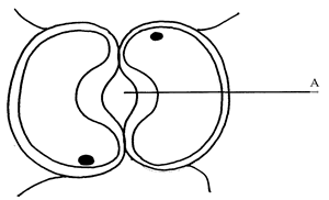 Image From EcoleBooks.com