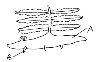 Image From EcoleBooks.com