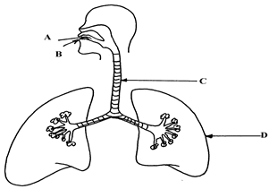 Image From EcoleBooks.com