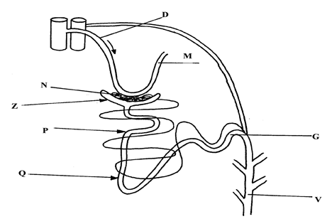 Image From EcoleBooks.com