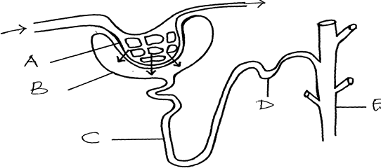 Image From EcoleBooks.com