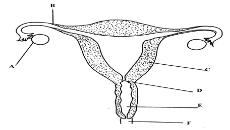 Image From EcoleBooks.com