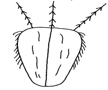 Image From EcoleBooks.com