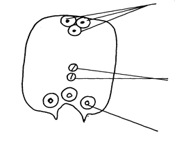 Image From EcoleBooks.com