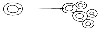 Image From EcoleBooks.com
