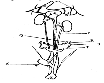 Image From EcoleBooks.com