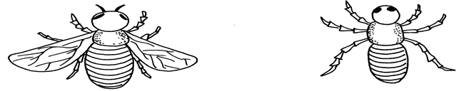 Image From EcoleBooks.com