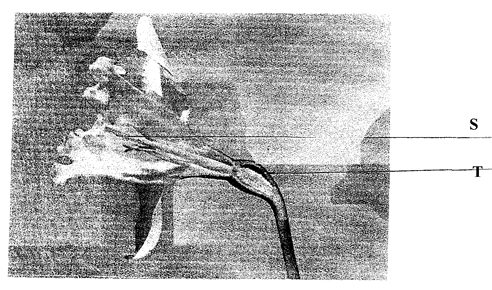 Image From EcoleBooks.com