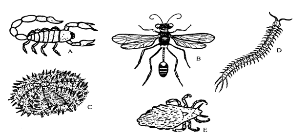 Image From EcoleBooks.com
