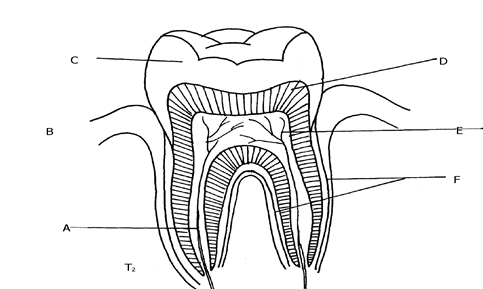 Image From EcoleBooks.com
