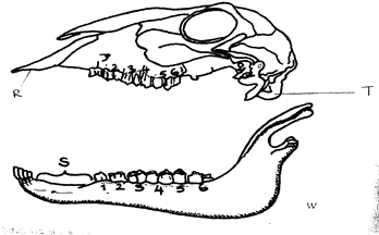 Image From EcoleBooks.com