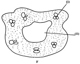 Image From EcoleBooks.com