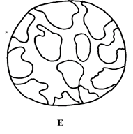 Image From EcoleBooks.com