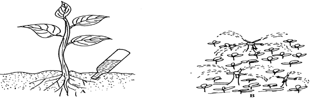 Image From EcoleBooks.com