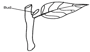 Image From EcoleBooks.com