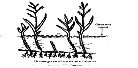 Image From EcoleBooks.com