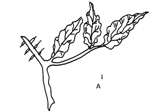 Image From EcoleBooks.com