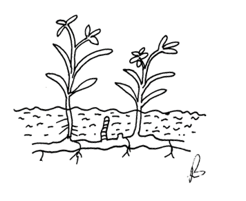 Image From EcoleBooks.com