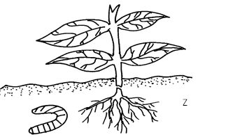 Image From EcoleBooks.com