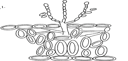 Image From EcoleBooks.com