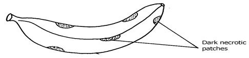 Image From EcoleBooks.com