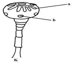 Image From EcoleBooks.com
