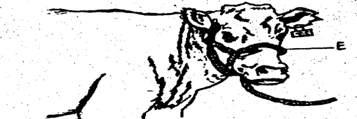 Image From EcoleBooks.com