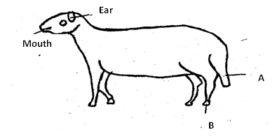 Image From EcoleBooks.com