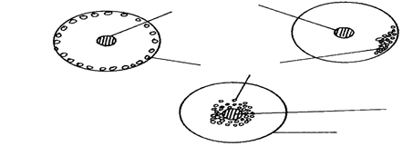 Image From EcoleBooks.com