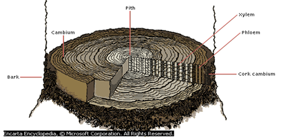 Image From EcoleBooks.com