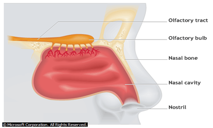 Image From EcoleBooks.com