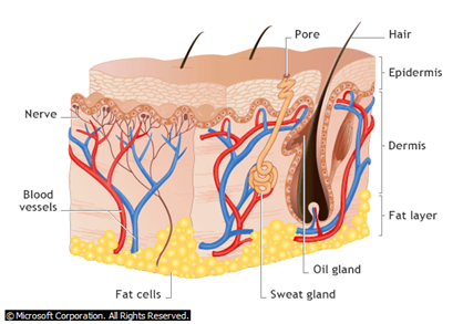 Image From EcoleBooks.com
