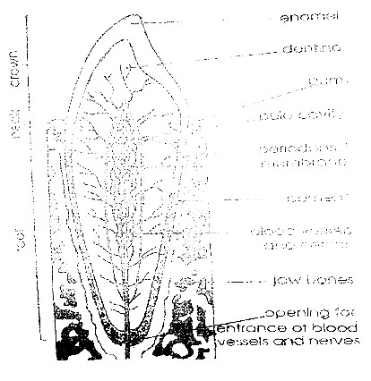 Image From EcoleBooks.com