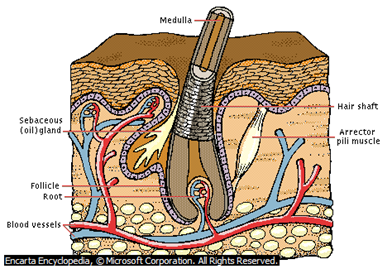 Image From EcoleBooks.com