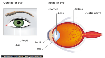 Image From EcoleBooks.com