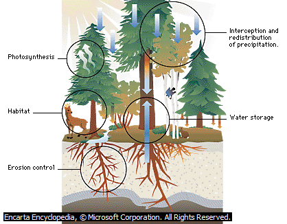 Image From EcoleBooks.com