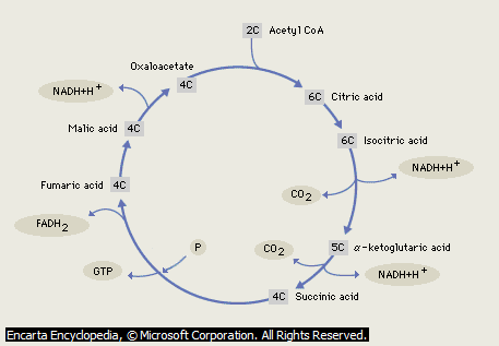 Image From EcoleBooks.com