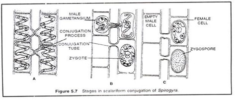 Image From EcoleBooks.com