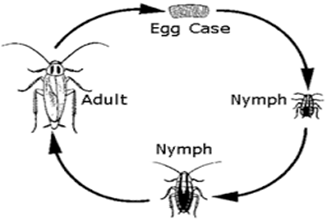 Image From EcoleBooks.com