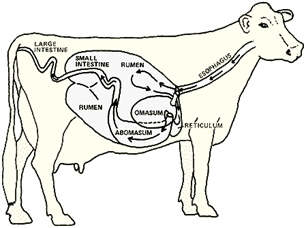 Image From EcoleBooks.com