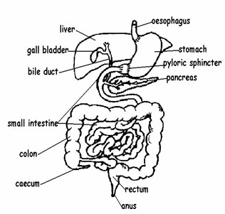 Image From EcoleBooks.com